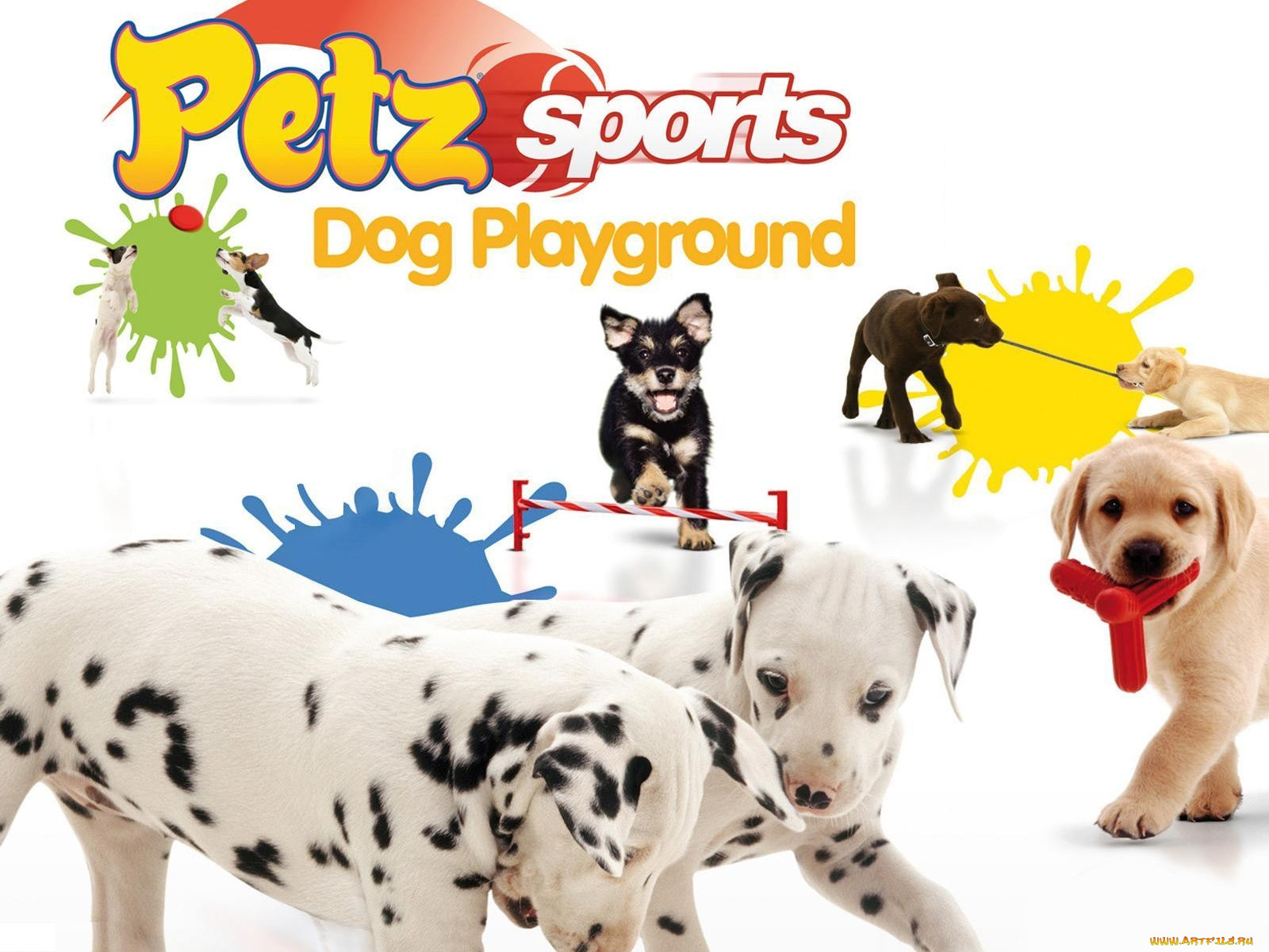 petz, sports, dog, playground, , 